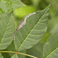 Chromatomyia soldanellae